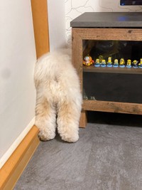 普通のふわもこヒップ＝ぺんたさん（@penta_pomepu）提供