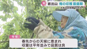 加工用の梅の収穫が最盛期　宮城・大崎市