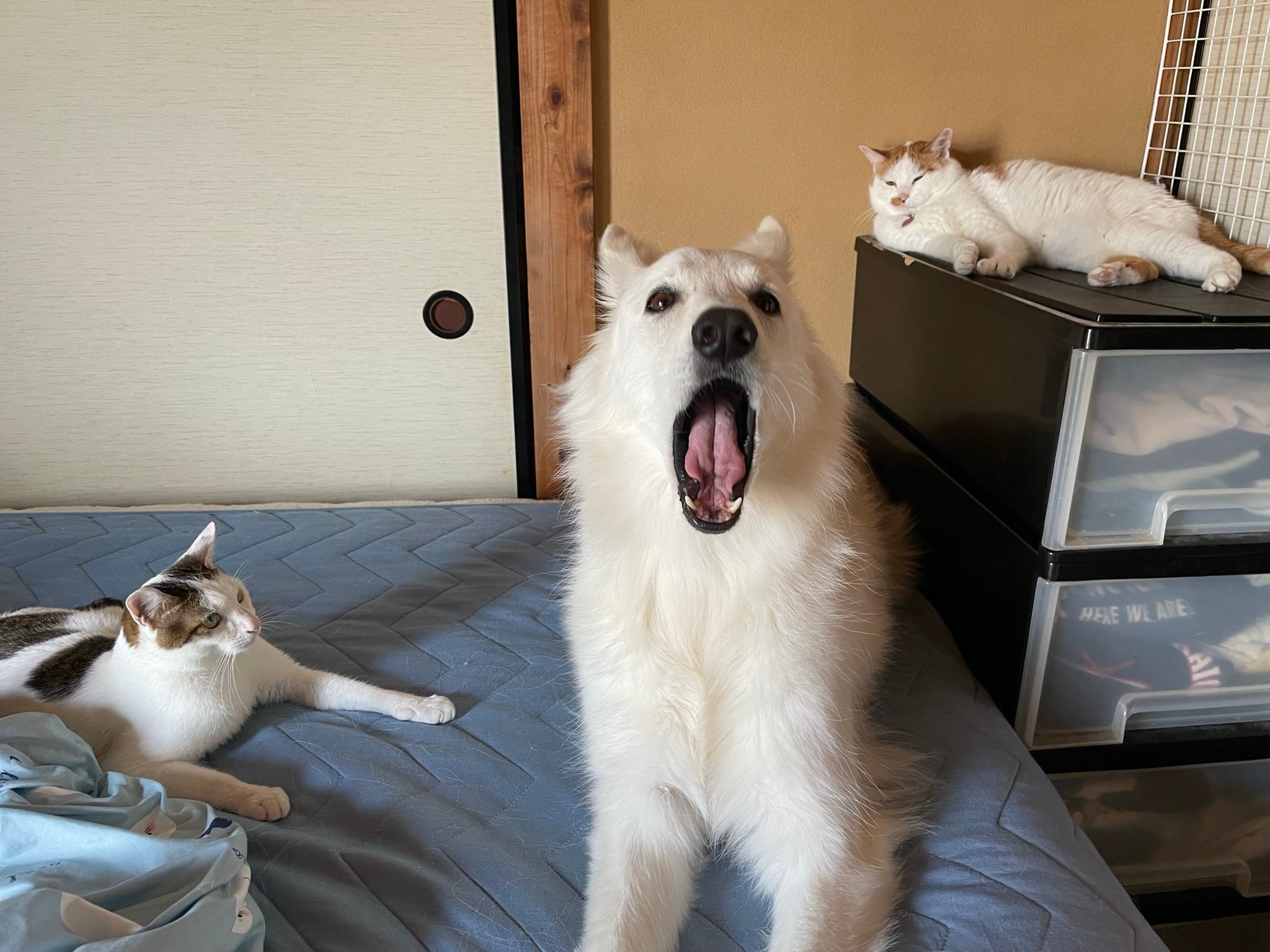 2週間前に保護した猫、めっちゃ伸びる」と保護猫の姿に爆笑