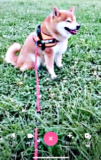 パパと散歩中、拒否柴を発動したこたろうくん（画像提供：こたろうくん）