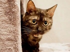 事故で３本足になった沖縄の猫　一人暮らしの女性と幸せをつかむ