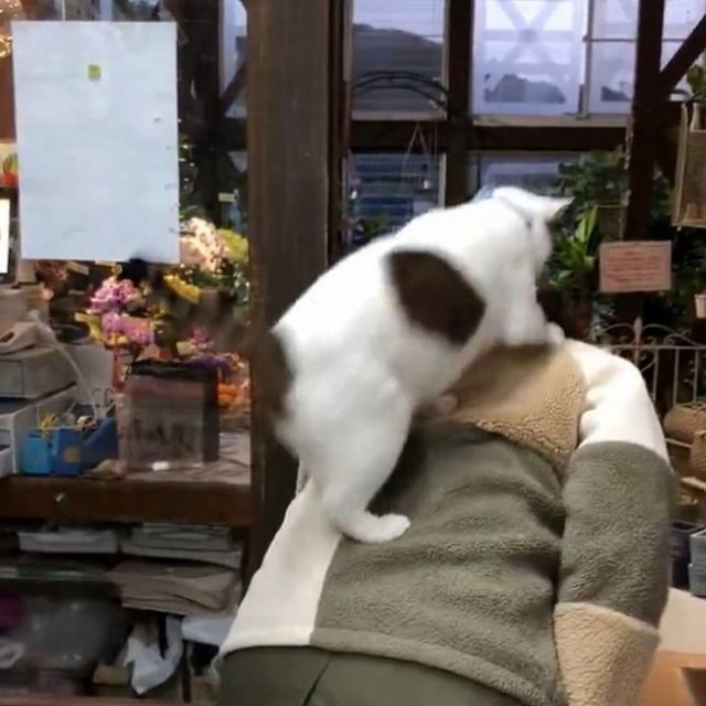 上手に背中にのります（画像提供：こもぎぎさん、動画よりキャプチャ）