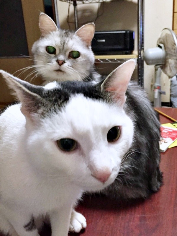 保護から6カ月後、先住猫のしんのすけちゃん（奥）、しょうたくん（手前）（画像提供：きよダブシャインさん）