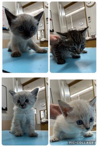 子猫4匹、体調が良くなったらワクチン接種をして里親募集へ（「ショコラ＆メロディ隊長とゆかいな仲間たち」さん提供）