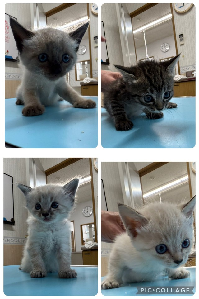 子猫4匹、体調が良くなったらワクチン接種をして里親募集へ（「ショコラ＆メロディ隊長とゆかいな仲間たち」さん提供）