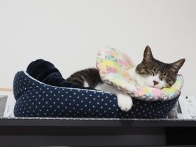 すやぁ…　朝ごはん食べてお腹いっぱいで朝寝中　MIX「ライ」