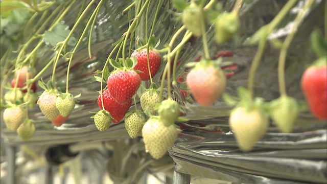 高松市飯田町「いちご屋スカイファーム」