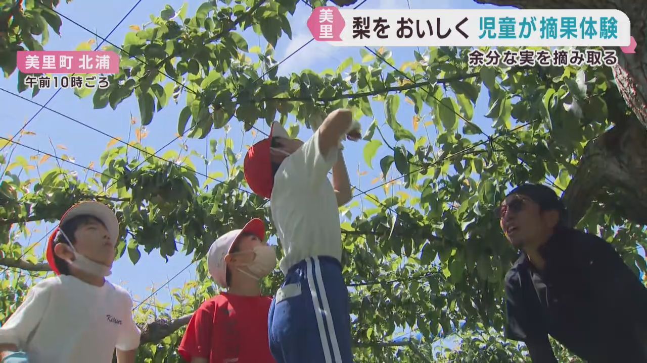 特産の北浦梨をよりおいしく　児童が梨園で作業体験　宮城・美里町