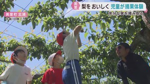 特産の北浦梨をよりおいしく　児童が梨園で作業体験　宮城・美里町