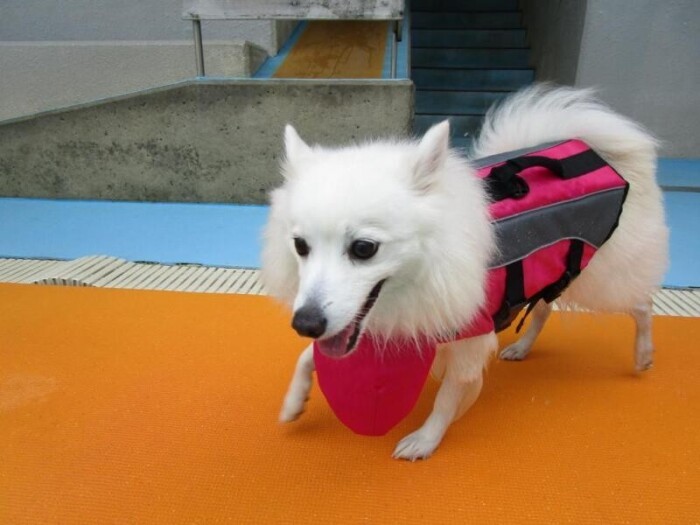 家にきたころの「Spica（スピカ）」