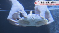 提供：四国水族館