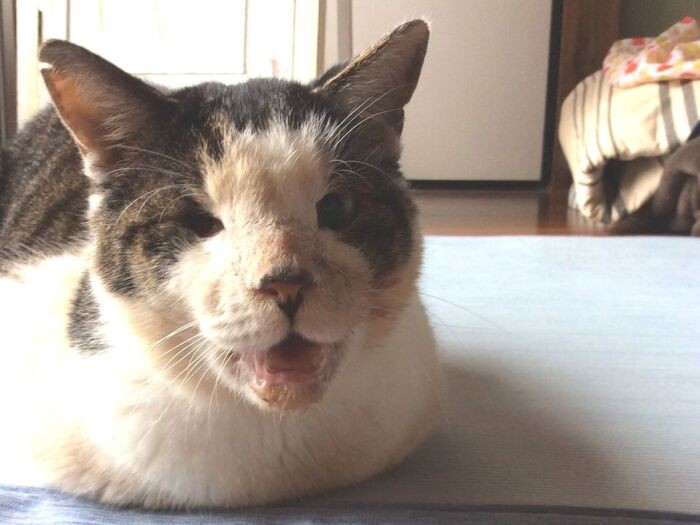 「退院して元気になったらパンが食べたくなって、勝手に食べちゃった。なんでパンが好きって？忘れちゃったな」（ときえさん提供）