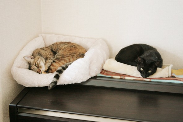 姉さん、どこまでもついていくよ（雅子さん提供）