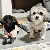 妹犬・こむぎちゃん（左）と並んだつんちゃん（右）（画像提供：つんこむさん）