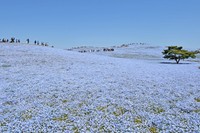 満開のネモフィラ