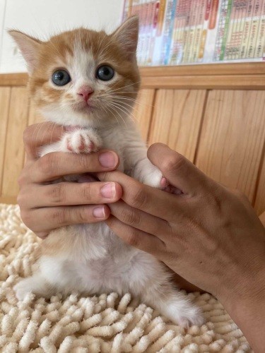 家にきたころの「むぎまる」