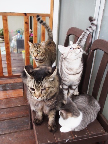 食いしん坊４兄弟。「おやつ！　おやつ！」