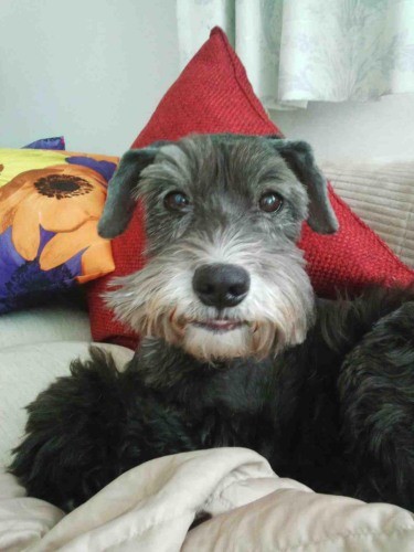 「僕はずっと見守ってるからね。オリちゃん頼んだよ、長生きするんだよ！」（千恵子さん提供）