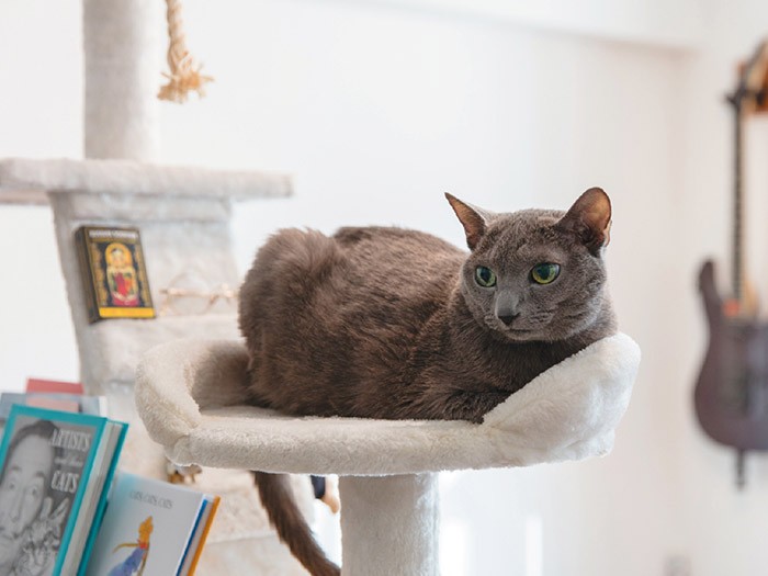 アートな小物を凌駕する存在感 