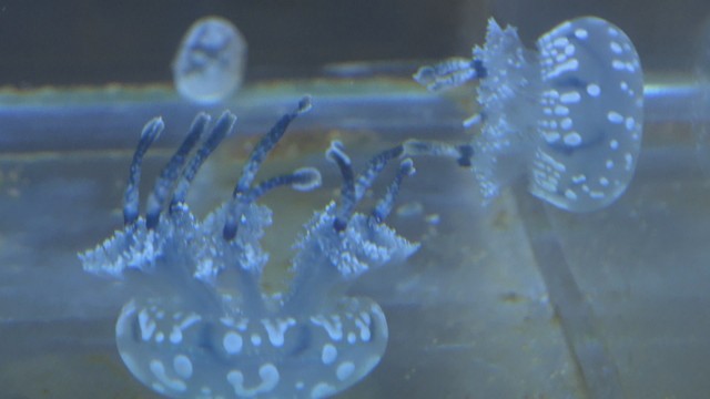 天満屋倉敷店で開かれている「しらかべ水族園」