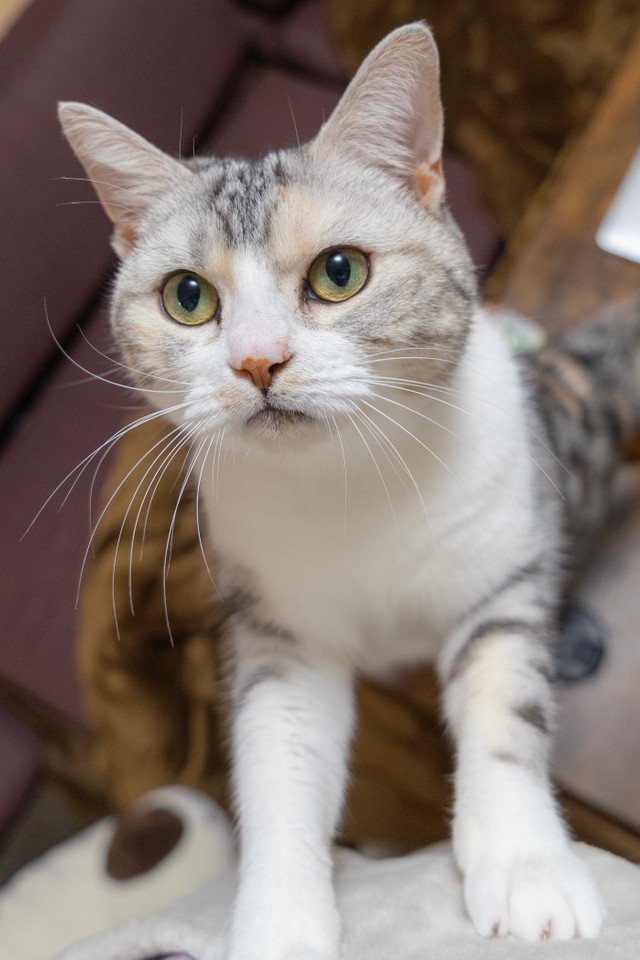 元気いっぱいのさくらちゃん