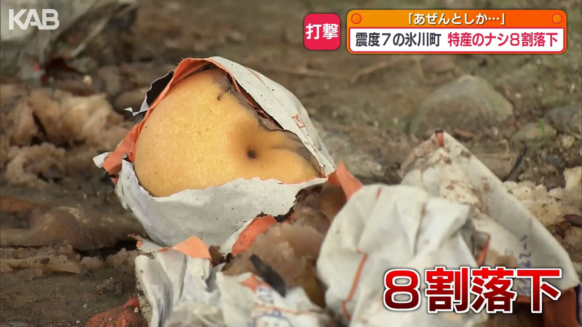 特産のナシ8割で落下被害「今年は良い実が…ショック」震度7観測した