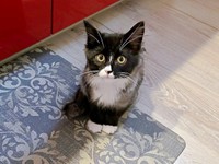 お迎え後、おうちでの生活にすんなり馴染んで行ったぐらくん（画像提供：zoes.810さん）