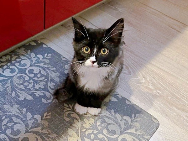 お迎え後、おうちでの生活にすんなり馴染んで行ったぐらくん（画像提供：zoes.810さん）