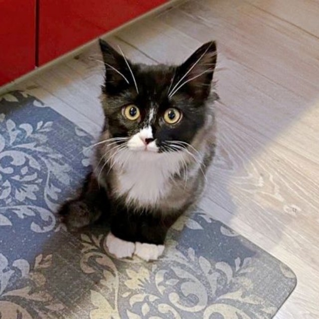 お迎え後、おうちでの生活にすんなり馴染んで行ったぐらくん（画像提供：zoes.810さん）