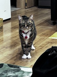 家族一人ひとりに寄り添った愛想抜群の猫ちゃんだったという（「首フリフリ♪」さん提供）