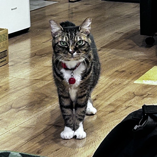 家族一人ひとりに寄り添った愛想抜群の猫ちゃんだったという（「首フリフリ♪」さん提供）