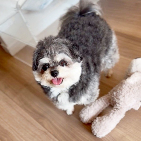 飼い主さんを見上げ、笑顔になるまゆげちゃん（画像提供：まんまるまゆげ犬さん）