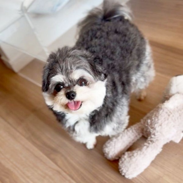 飼い主さんを見上げ、笑顔になるまゆげちゃん（画像提供：まんまるまゆげ犬さん）