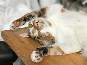 ２０２０リラックスで賞　キジ白MIX猫「あみ」　