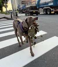 横断歩道を渡る姿も画になります（提供：ワイマラナーのエピ🐶さん）