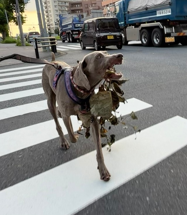 横断歩道を渡る姿も画になります（提供：ワイマラナーのエピ🐶さん）