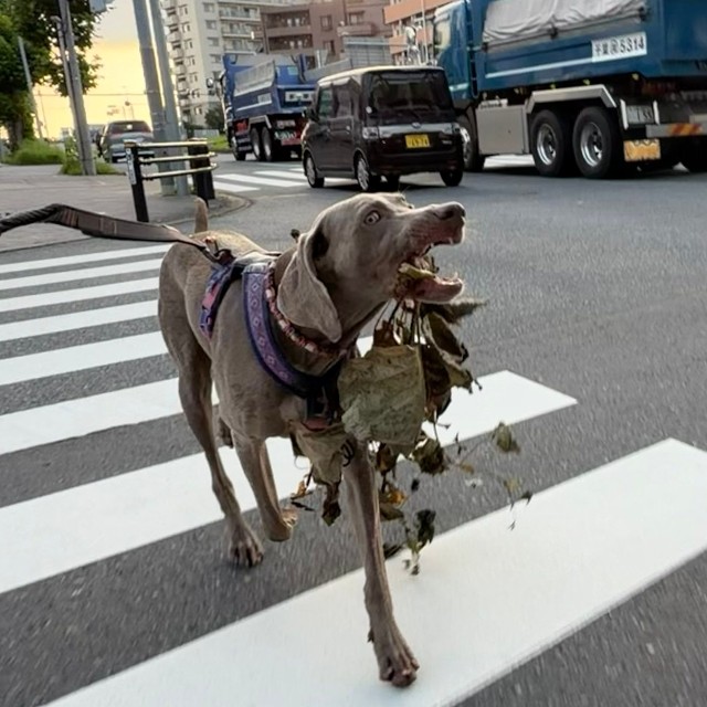 横断歩道を渡る姿も画になります（提供：ワイマラナーのエピ🐶さん）