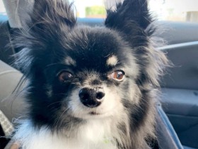 久しぶりのトリミング、無事うちに帰れてホッ……　超怖がりなチワワ「モグ」