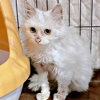 保護後、ケージのなかで過ごすあめくん（画像提供：naoさん）