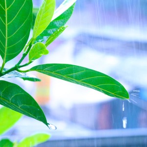 ライフスタイル世論調査雨の日が好きですか？