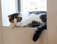 窓ぎわでくつろぐ猫