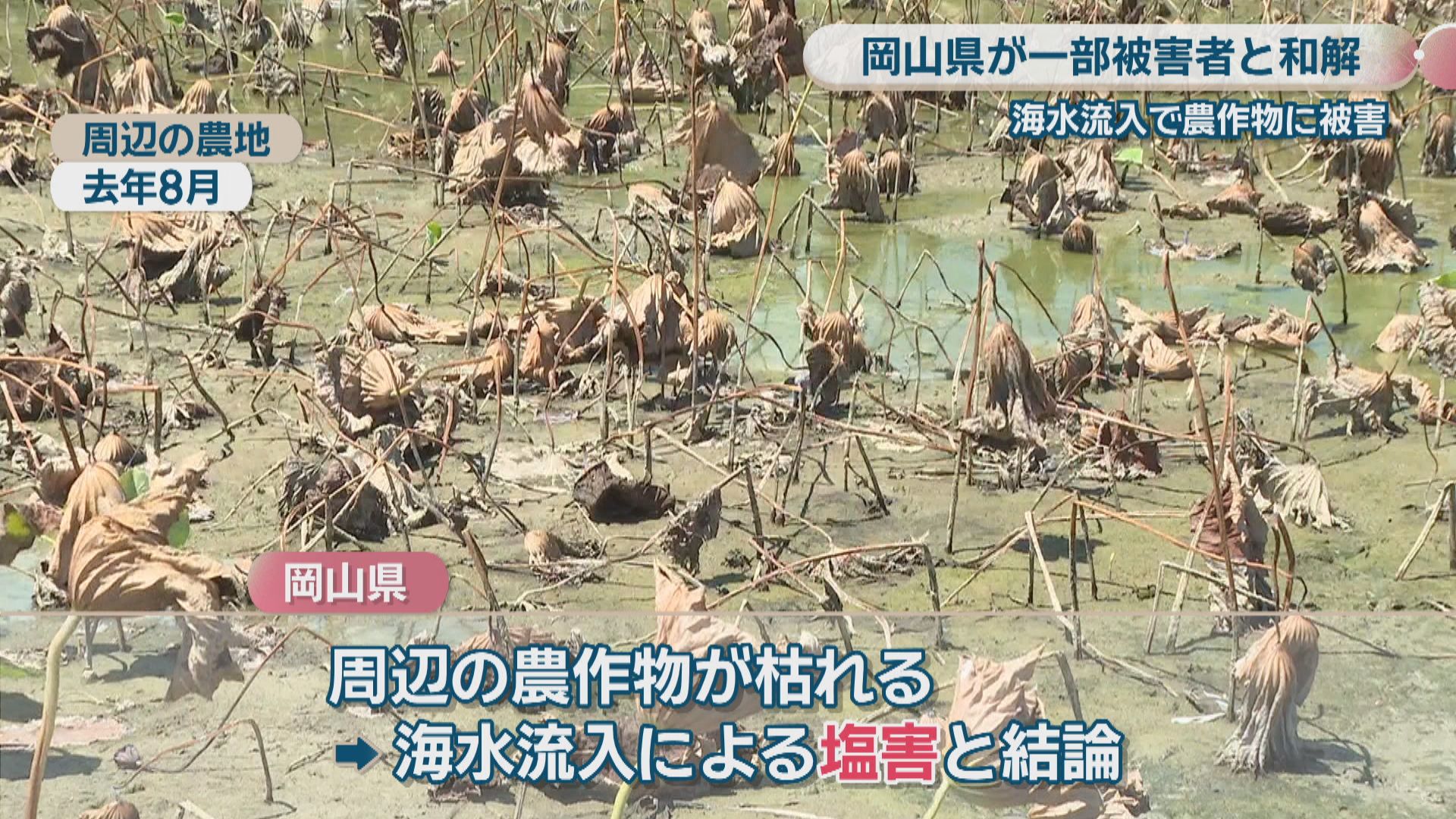 昭和水門の海水流入問題 岡山県が一部の被害者と和解 賠償金約800万円