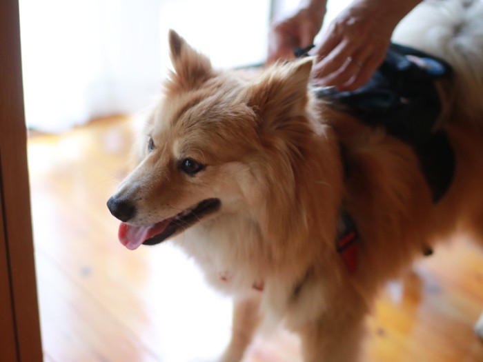 自分のものは自分で持ちなさいとリュックを背負わされる福助