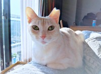 6歳の誕生日を迎えたアメリちゃん（画像提供：cittaちゃん）