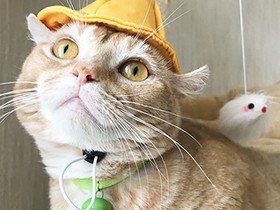 小学校に行けるかな　帽子をかぶったキンカローの「アポロ」