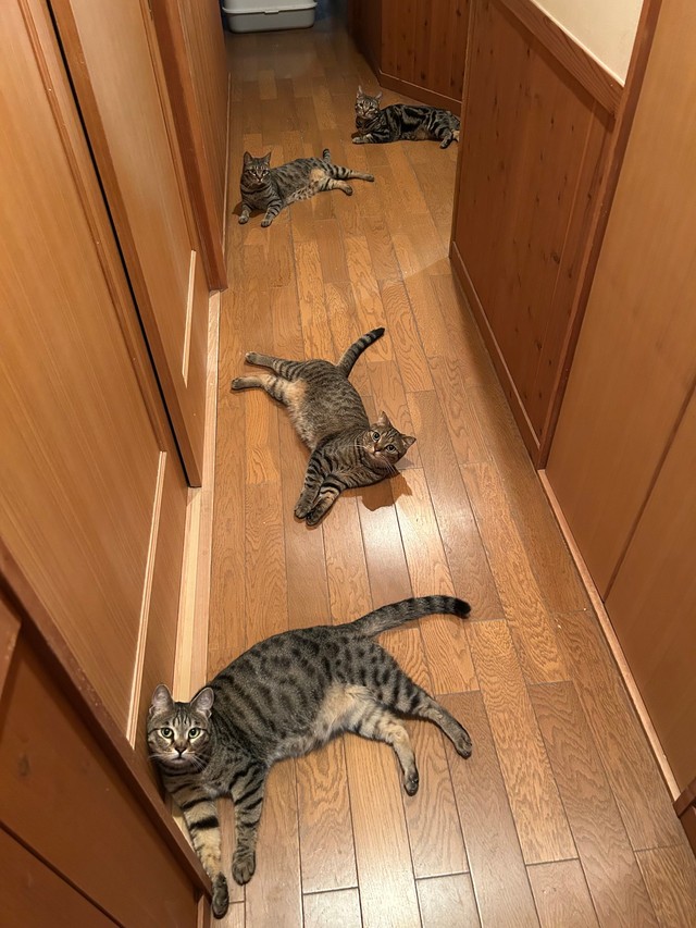 あつくなってくると、猫おちてます（はるとさん提供）