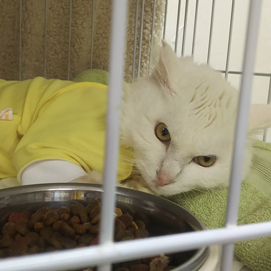 カンのいいブラン君。処置の始まる前は気配を察して、いつもこんな「イカ耳」になります