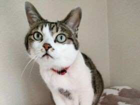 ママさん、オヤツちょうだいね　おしゃべりなキジ白猫「あずき」