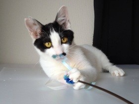 会えるといいな　「パナソニック保護犬猫譲渡会」に参加予定の猫（６）