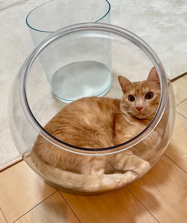ガラスの容器で休憩するティーグルくん（提供：ティグノア🐈🐈‍⬛さん）